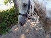 dressage horse Santiago (Pinto / Small Riding Horse, 2014, from Shooting Star 22)