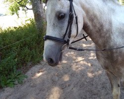 dressage horse Santiago (Pinto / Small Riding Horse, 2014, from Shooting Star 22)