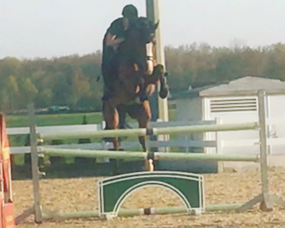 jumper Carrico's Couleur Rouge (Oldenburg show jumper, 2013, from Carrico)
