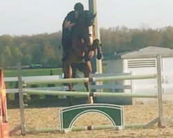 jumper Carrico's Couleur Rouge (Oldenburg show jumper, 2013, from Carrico)