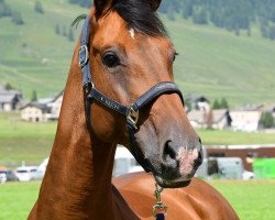 broodmare Deva V. Schloesslihof CH (Swiss Warmblood, 2010, from Davidoff R vom Schlösslihof (...)