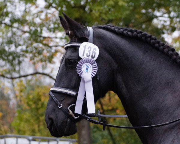 dressage horse Meike B (Friese, 2004, from Maiko 373)