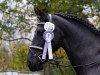 dressage horse Meike B (Friese, 2004, from Maiko 373)