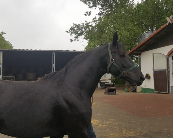 stallion Calli (German Warmblood, 2013, from Cal Nahar xx)