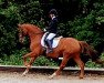 dressage horse Jork (Hanoverian, 2011, from Jazz)