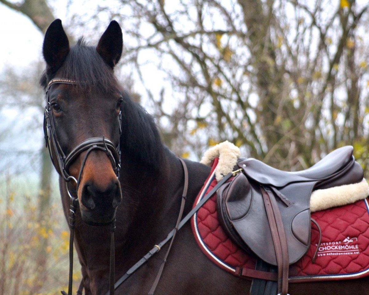 Zuchtstute Alna Oka C (Holsteiner, 2008, von Nekton)