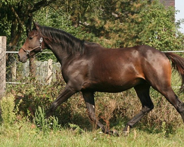 horse Lobaran xx (Thoroughbred, 2012, from Cal Nahar xx)