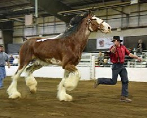 stallion Master John Kraven (Clydesdale, 2010, from Pinnacle's Maverick)