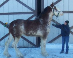 horse Master John's Royal (Clydesdale, 2017, from Master John Kraven)