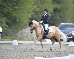 dressage horse Dancing Q (German Riding Pony, 2010, from Hemingway B)