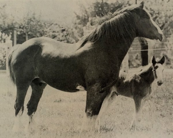 Zuchtstute Majestic's Sweet Sue (Clydesdale, 1973, von Doura Majestic)