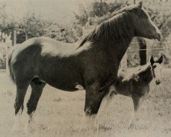 Zuchtstute Majestic's Sweet Sue (Clydesdale, 1973, von Doura Majestic)