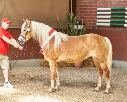 Zuchtstute Hayden BE (Haflinger, 2010, von Weritas (3,125% ox))