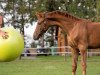 dressage horse Summer Jam (Westphalian, 2019, from Sir Heinrich OLD)