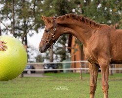 Dressurpferd Summer Jam (Westfale, 2019, von Sir Heinrich OLD)