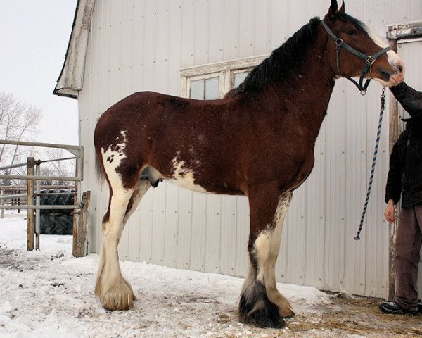 Deckhengst Majestic Dream's Royal Prince (Clydesdale, 2008, von Deighton Telstar)