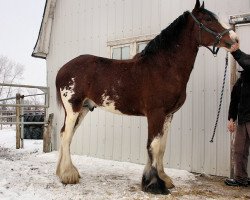 Deckhengst Majestic Dream's Royal Prince (Clydesdale, 2008, von Deighton Telstar)