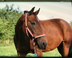 dressage horse Moonlight (New Forest Pony, 2005, from Mambo Moscan)