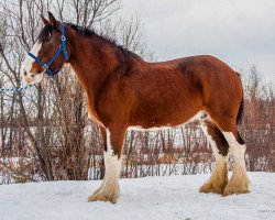 broodmare Majestic Dream's Flower (Clydesdale, 2007, from Mashaderal Mason)