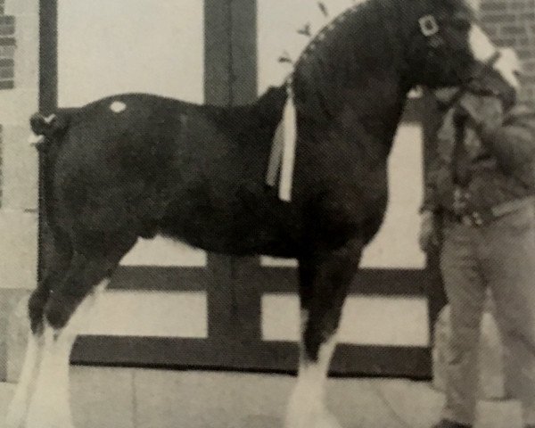 stallion Maitland River Ben (Clydesdale, 1986, from Captain Louis)