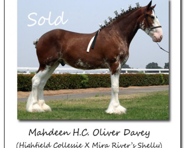 Pferd Mahdeen H.C. Oliver Davey (Clydesdale, 2006, von Highfield Collessie)