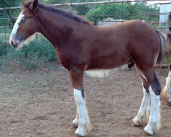 horse Magnus Efram (Clydesdale, 2013, from Dakota Billy the Kid)