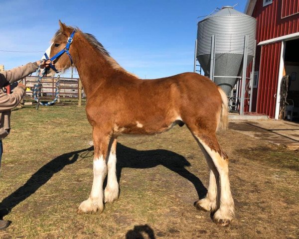 Pferd Calico Quake (Clydesdale, 2019, von Calico Meistro)