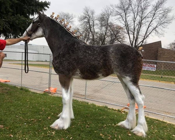 Pferd Calico Orchid (Clydesdale, 2017, von Calico Iggy)