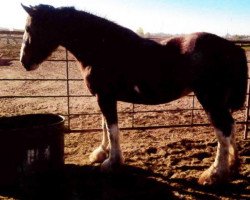 horse Calico Hunny Bunny (Clydesdale, 2010, from Kenbar Sir Wallace)