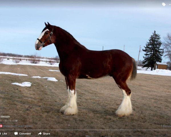 horse Calico Master Link (Clydesdale, 2014, from Hatfield Dagger)