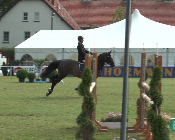 FEI Reitturnier Steinhagen (GER) 2015