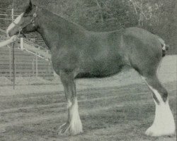 Zuchtstute Madsen's Rhonagh (Clydesdale, 2002, von Weidmen's View Sebastien)