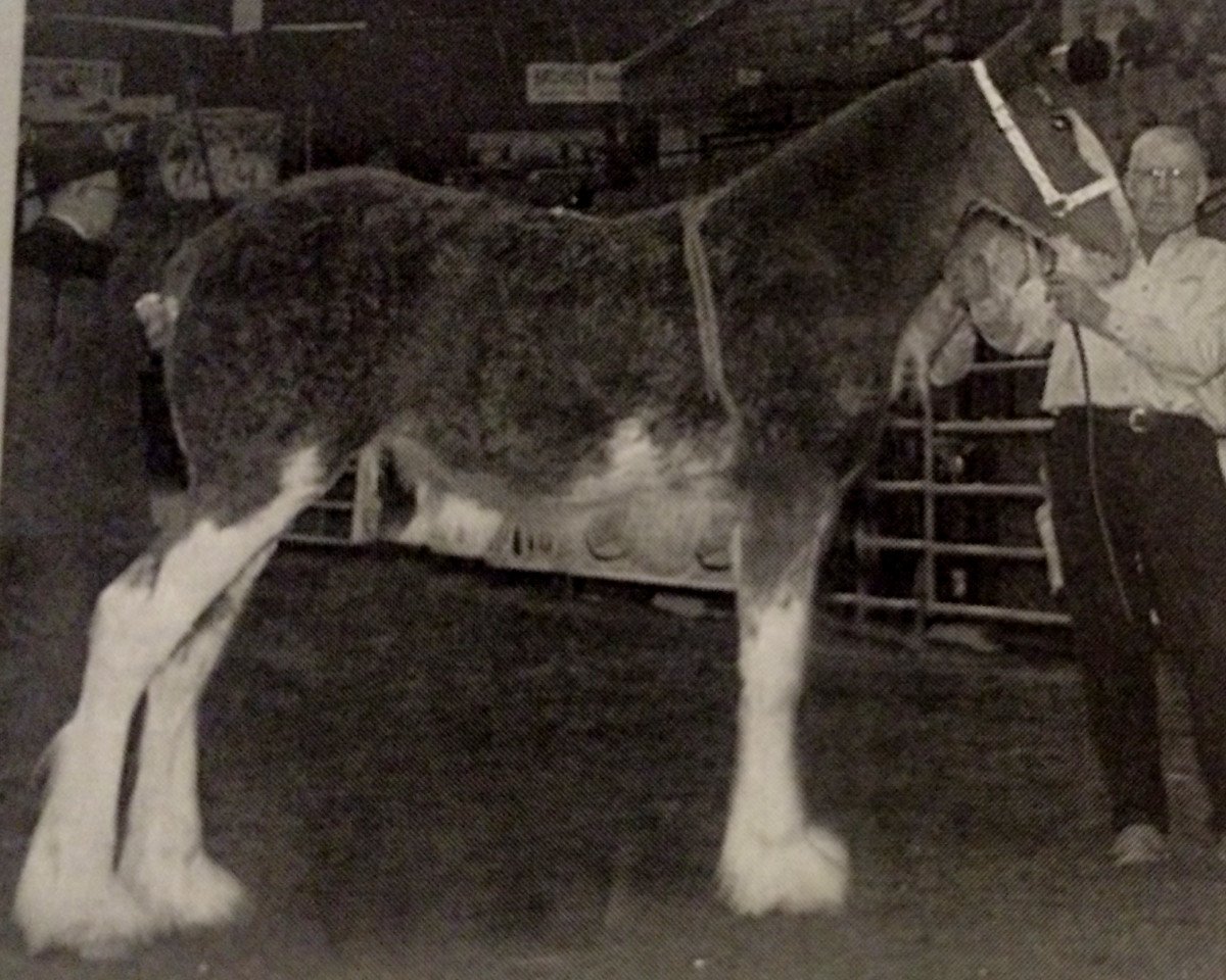 Pferd Madsen's Queen of Fashion Dora (Clydesdale, 2004, von Green Leaf Master Link)
