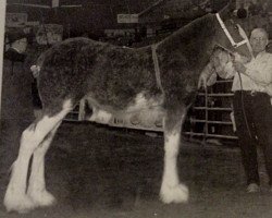 horse Madsen's Queen of Fashion Dora (Clydesdale, 2004, from Green Leaf Master Link)