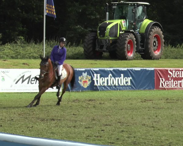 FEI Reitturnier Steinhagen (GER) 2015