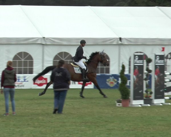FEI Reitturnier Steinhagen (GER) 2015