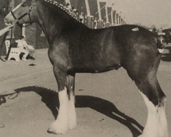 horse Madsen's Queen of Fashion Kyla (Clydesdale, 2000, from Green Leaf Rainman)