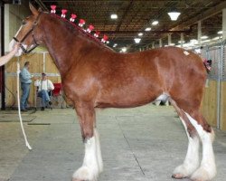 horse Madsen's Ouray Gambler (Clydesdale, 2010, from Cedarlane Ouray Warrior)