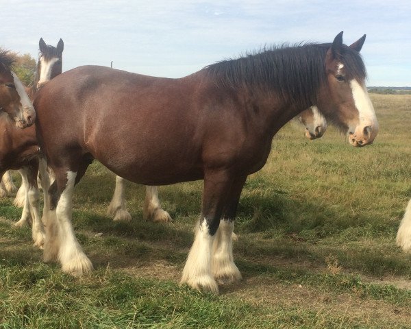 Zuchtstute Hill Topper Racheal (Clydesdale, 2006, von Greenwood Farm's Sherman)