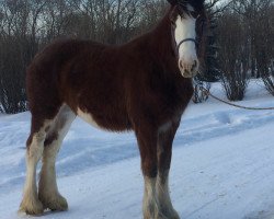 Pferd Hill Topper Racheal's Naomi (Clydesdale, 2014, von Madsen's Rising Tide)