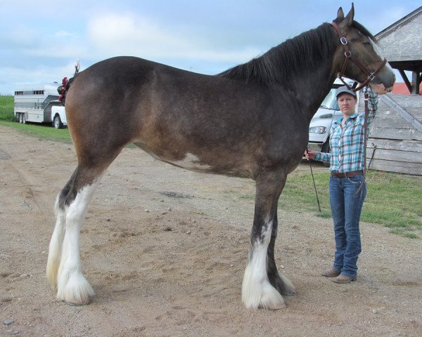 Zuchtstute Madsen's Fashion Kate (Clydesdale, 2011, von Madsen's Rising Tide)