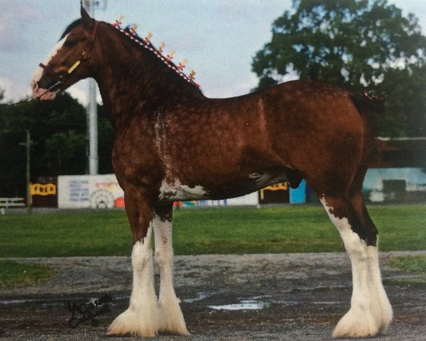 horse Madsen's Jock (Clydesdale, 2009, from Cedarlane Ouray Warrior)