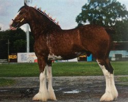 horse Madsen's Jock (Clydesdale, 2009, from Cedarlane Ouray Warrior)