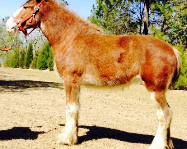 horse Madsen's Grandview Venus (Clydesdale, 2012, from Madsen's Rising Tide)