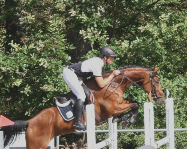 jumper Querida Hermana (German Sport Horse, 2014, from Quinto's Chamb)