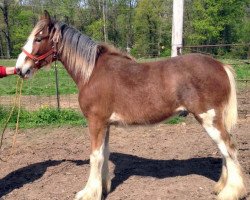 Pferd Cook's Molly's G.G. (Clydesdale, 2013, von Cook's Mr. Magnificent)