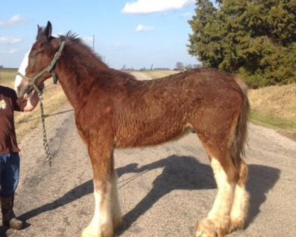 Pferd Cook's Captain (Clydesdale, 2015, von Cook's Mr. Magnificent)