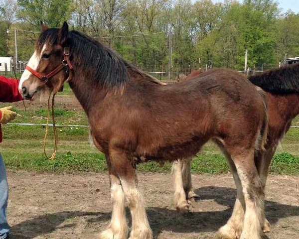 Pferd Cook's Beauty Queen (Clydesdale, 2013, von Alamar 2-Luck)