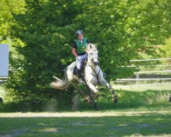 dressage horse Big Starbucks (German Riding Pony, 2010, from Silvertop's As)