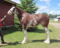 horse Madsen's Carnaff Heather (Clydesdale, 2015, from Carnaff Sensation)